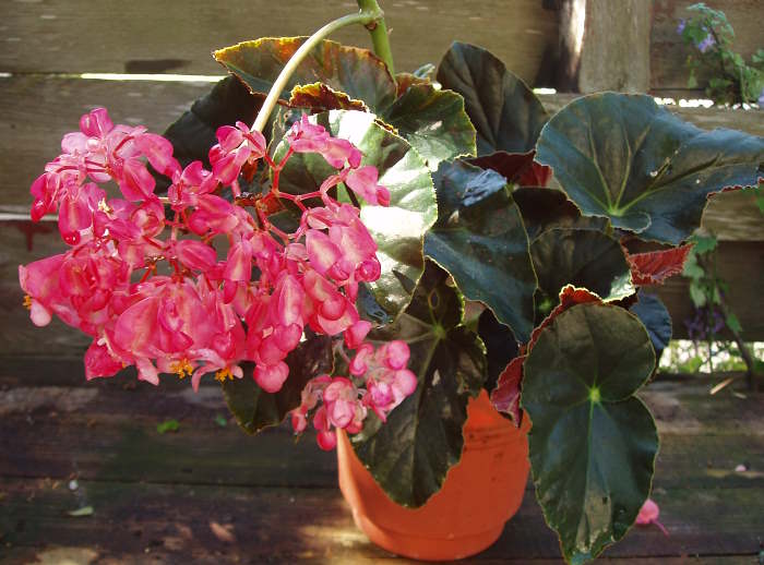 B. ‘Posy Wahl’